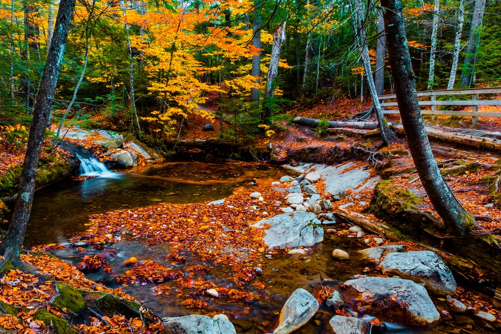 Peffenhauser Foliage: Nature’s Hidden Gem or Just a Trend?