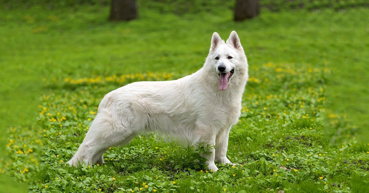 White German Shepherds For Sale Near Ocean Park WA Facebook